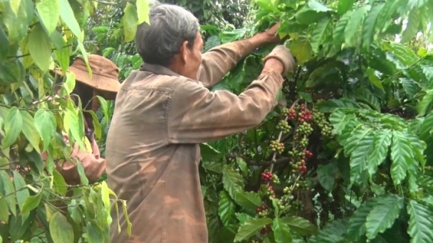 Outlook of coffee exports in the 2024–2025 crop year: Coffee prices are predicted to stay high